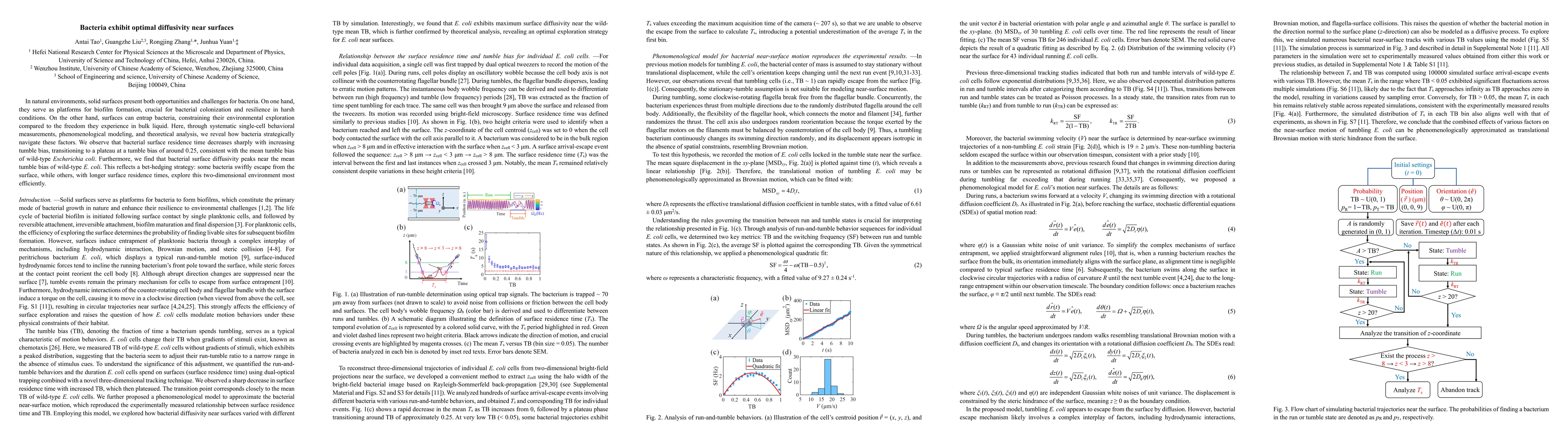 Thumbnail for Bacteria exhibit optimal diffusivity near surfaces