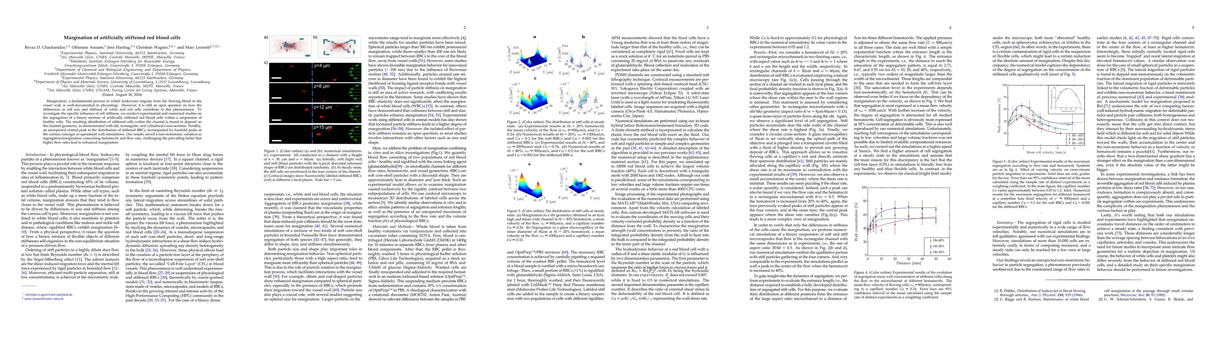 Thumbnail for Margination of artificially stiffened red blood cells