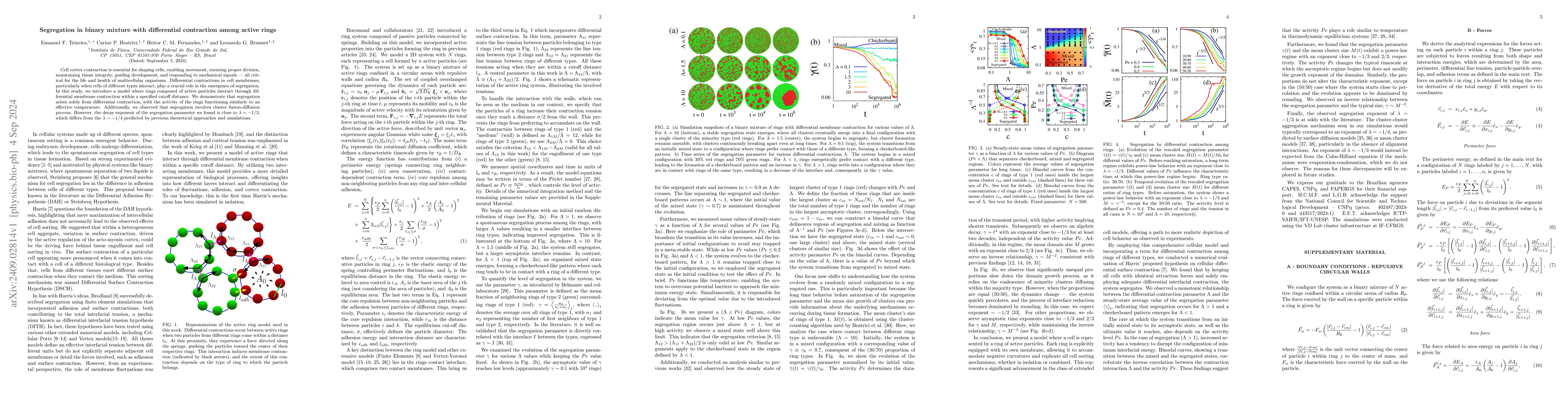 Thumbnail for Segregation in binary mixture with differential contraction among active
  rings