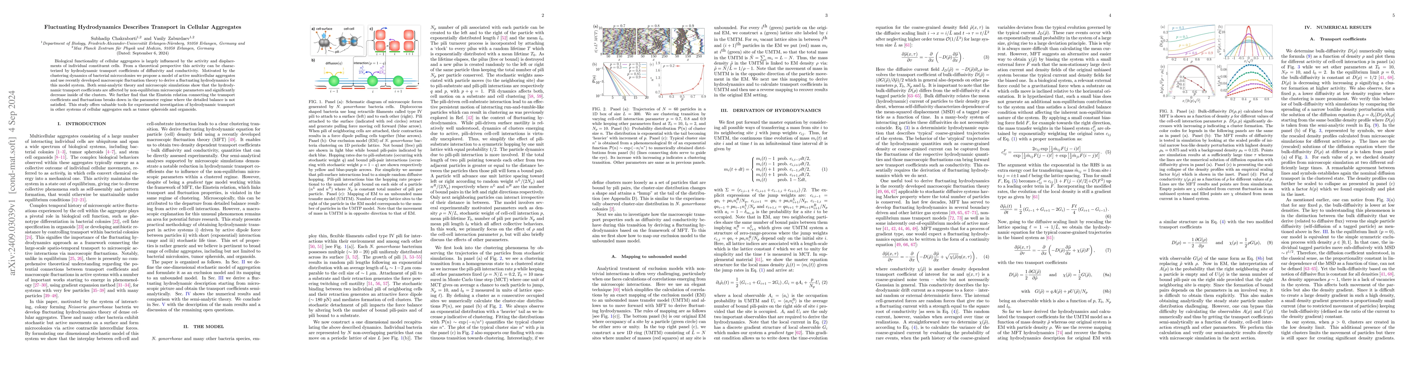 Thumbnail for Fluctuating Hydrodynamics Describes Transport in Cellular Aggregates