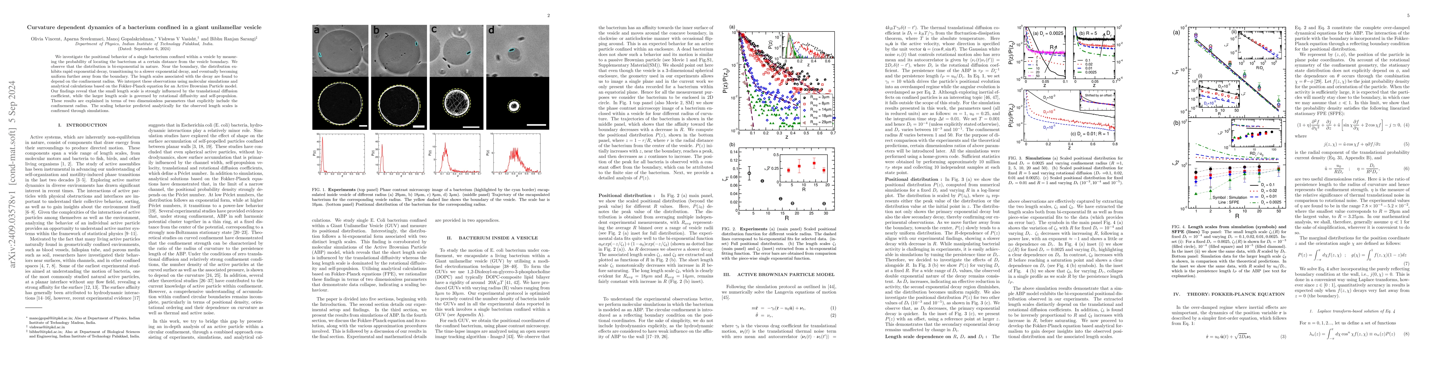 Thumbnail for Curvature dependent dynamics of a bacterium confined in a giant
  unilamellar vesicle