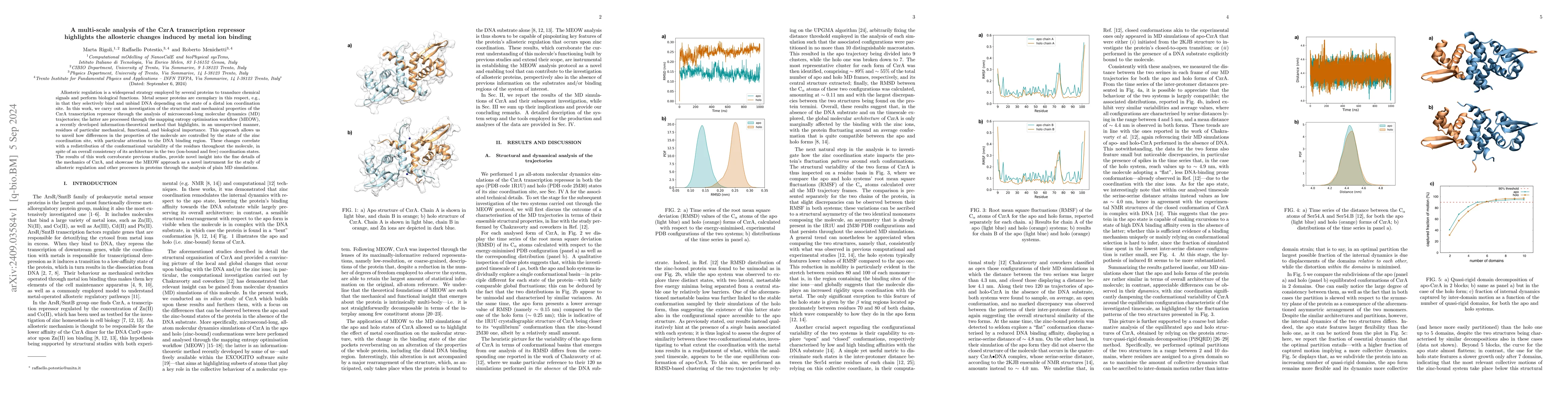 Thumbnail for A multi-scale analysis of the CzrA transcription repressor highlights
  the allosteric changes induced by metal ion binding