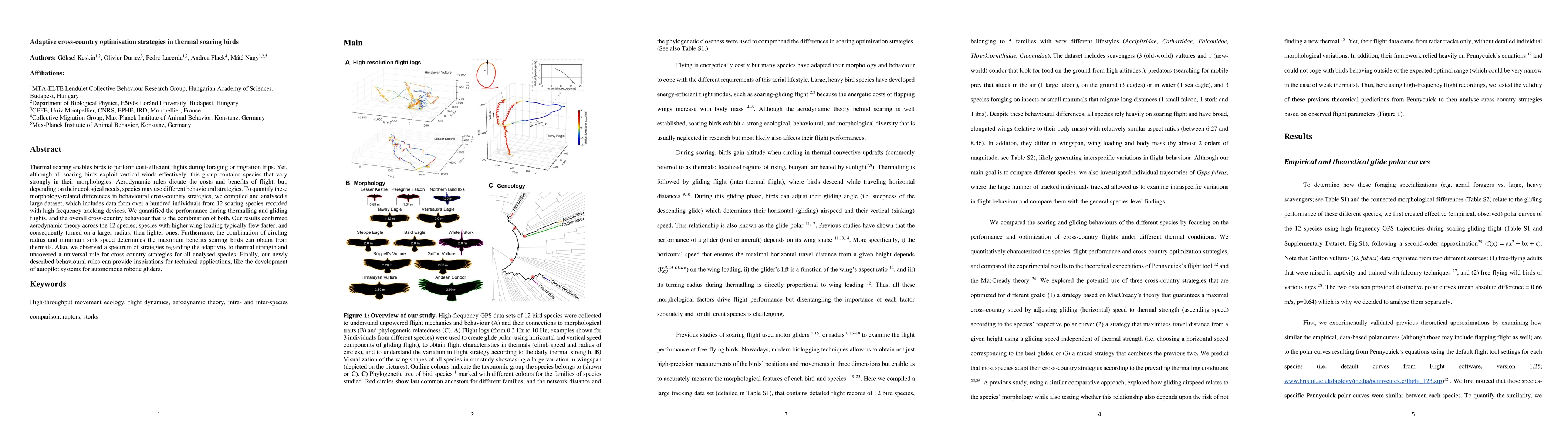 Thumbnail for Adaptive cross-country optimisation strategies in thermal soaring birds