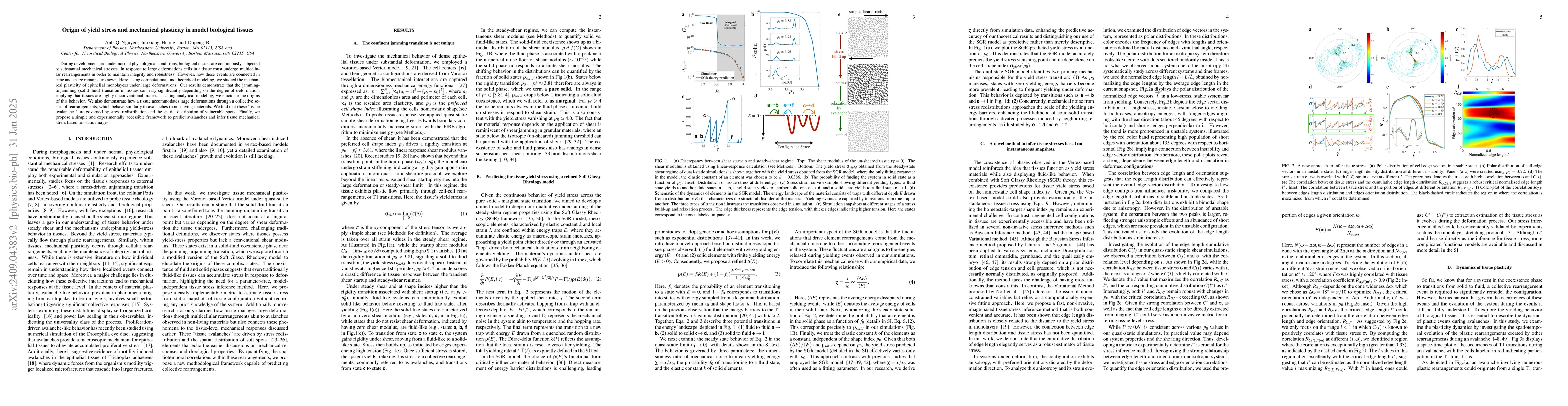 Thumbnail for Origin of yield stress and mechanical plasticity in biological tissues