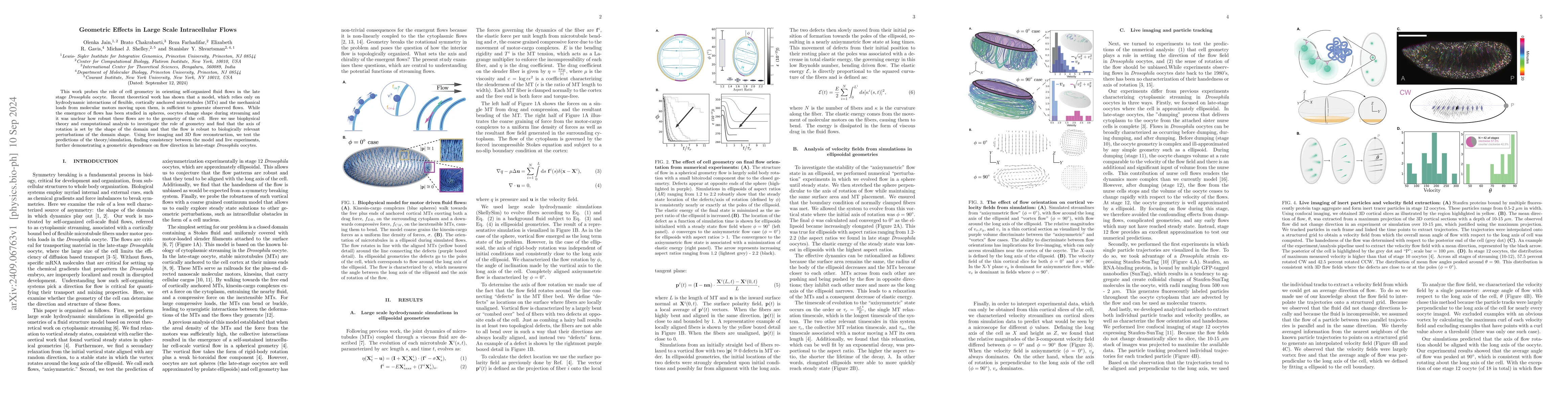 Thumbnail for Geometric Effects in Large Scale Intracellular Flows