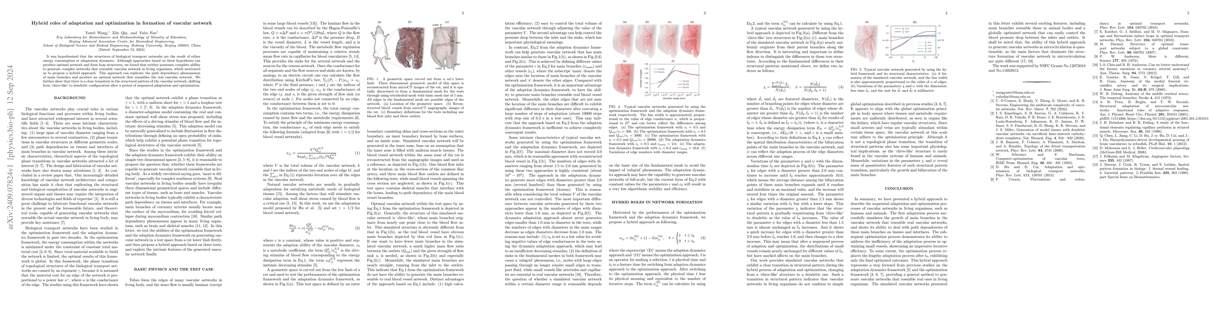 Thumbnail for Hybrid roles of adaptation and optimization in formation of vascular
  network