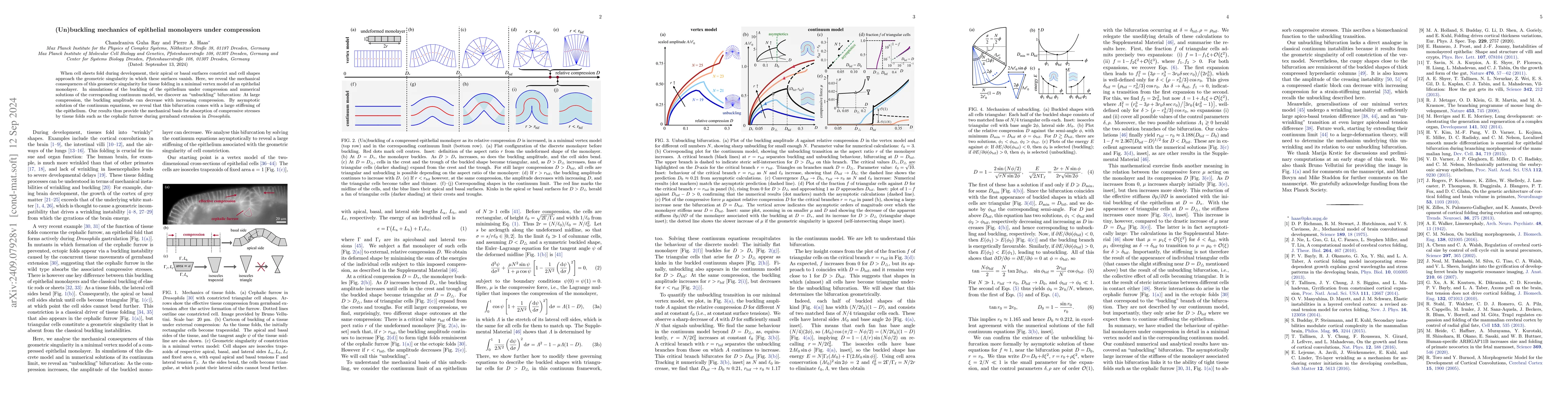 Thumbnail for (Un)buckling mechanics of epithelial monolayers under compression