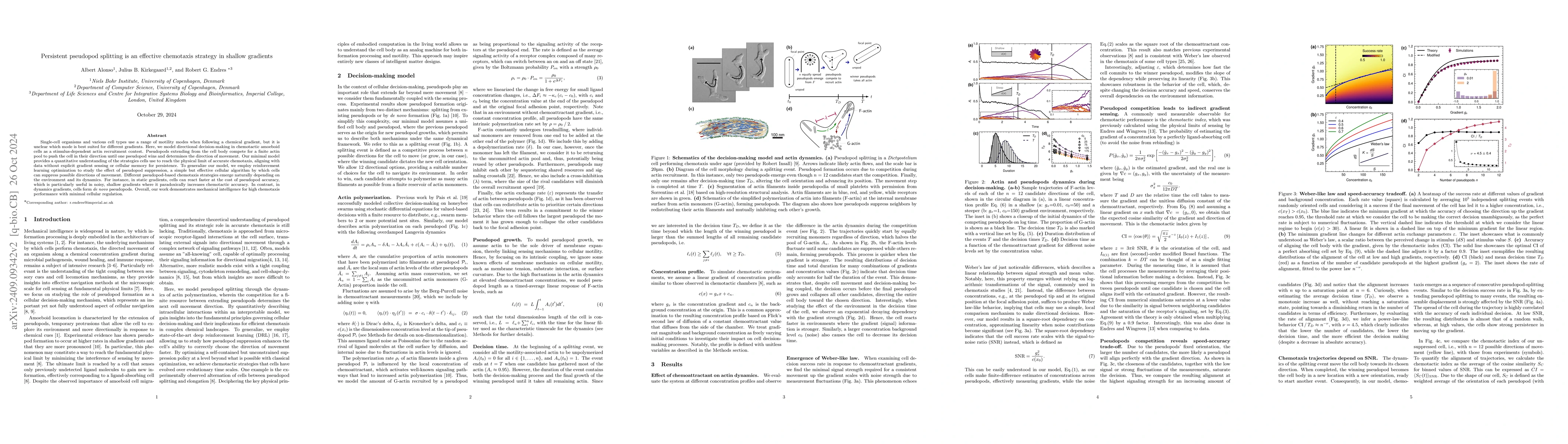 Thumbnail for Persistent pseudopod splitting is an effective chemotaxis strategy in
  shallow gradients