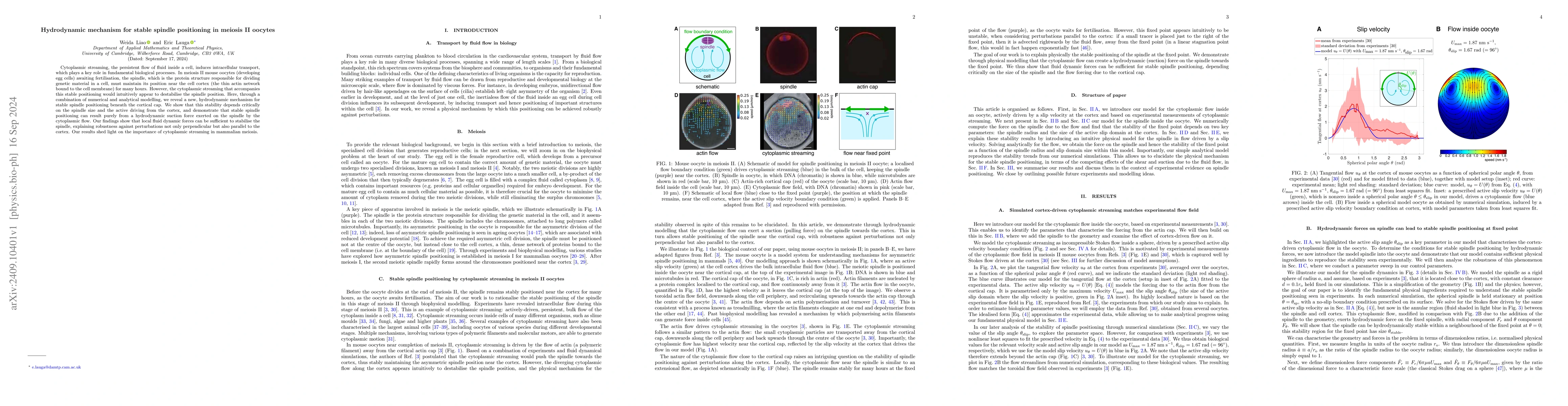 Thumbnail for Hydrodynamic mechanism for stable spindle positioning in meiosis II
  oocytes