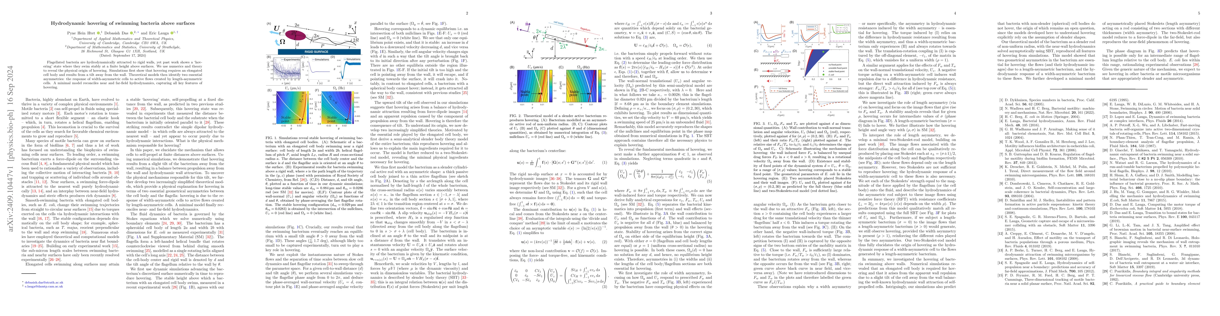 Thumbnail for Hydrodynamic hovering of swimming bacteria above surfaces