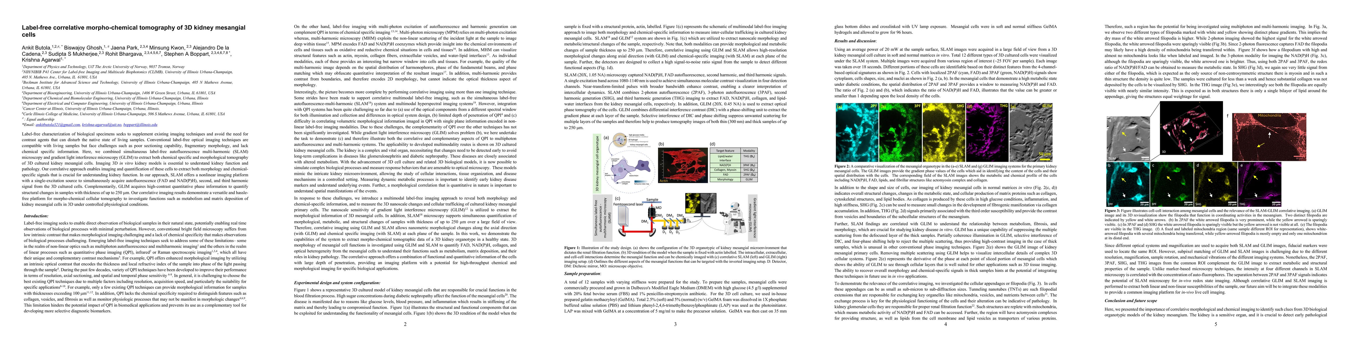 Thumbnail for Label-free correlative morpho-chemical tomography of 3D kidney mesangial
  cells