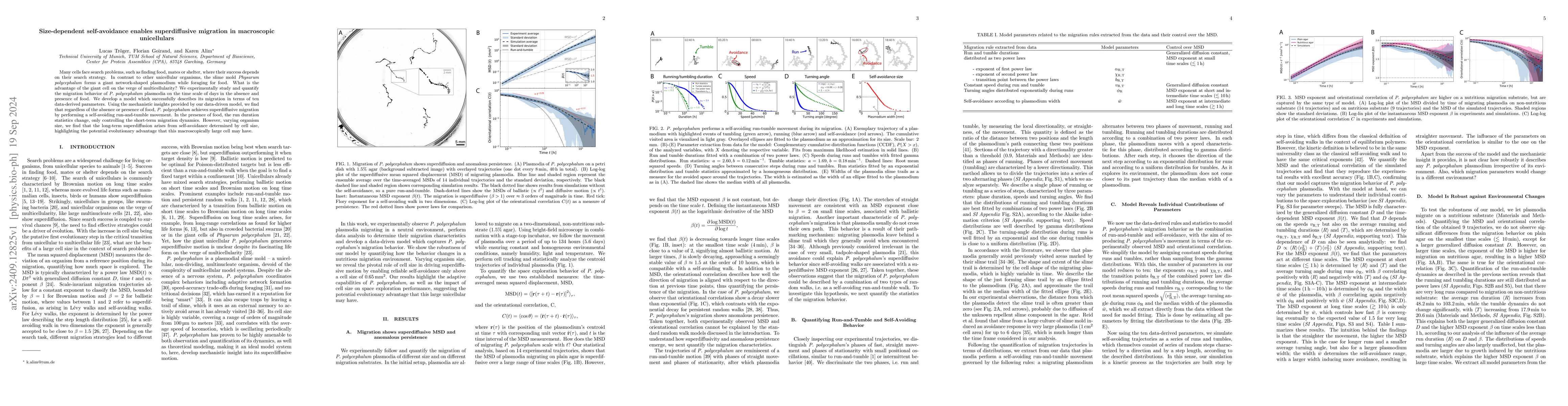 Thumbnail for Size-dependent self-avoidance enables superdiffusive migration in
  macroscopic unicellulars