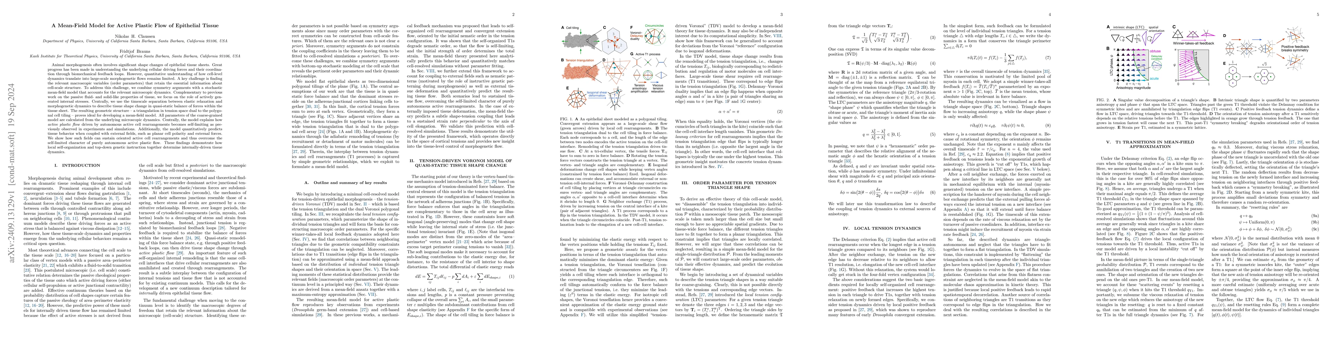 Thumbnail for A Mean-Field Model for Active Plastic Flow of Epithelial Tissue