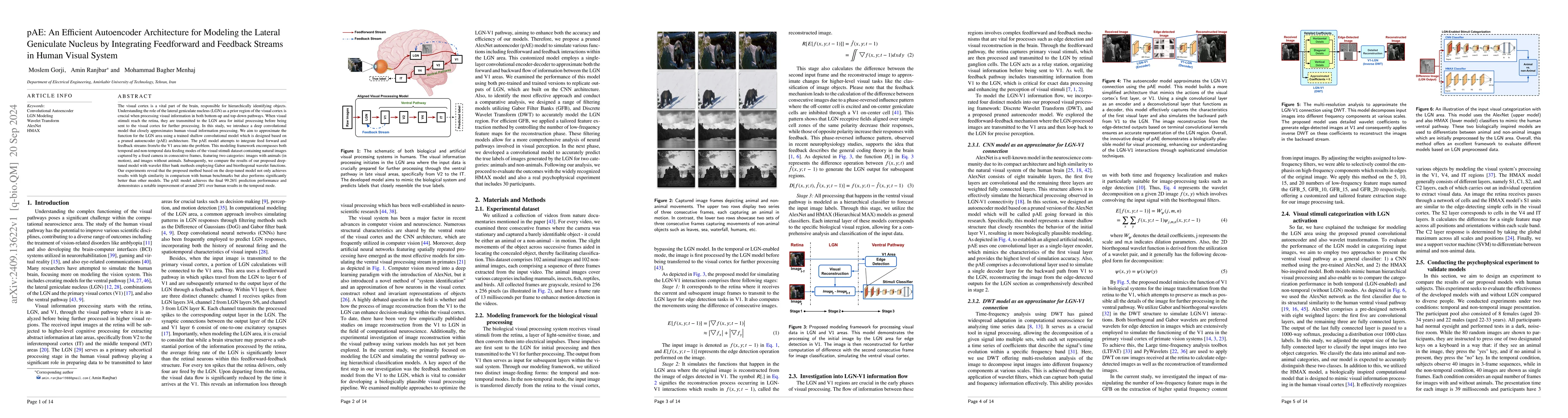Thumbnail for pAE: An Efficient Autoencoder Architecture for Modeling the Lateral
  Geniculate Nucleus by Integrating Feedforward and Feedback Streams in Human
  Visual System
