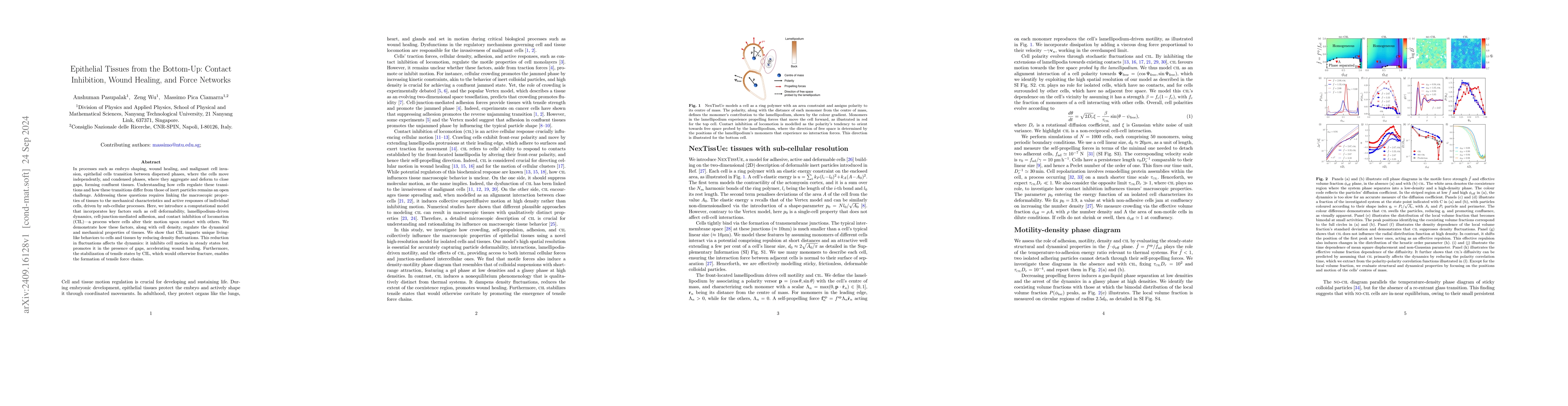 Thumbnail for Epithelial Tissues from the Bottom-Up: Contact Inhibition, Wound
  Healing, and Force Networks