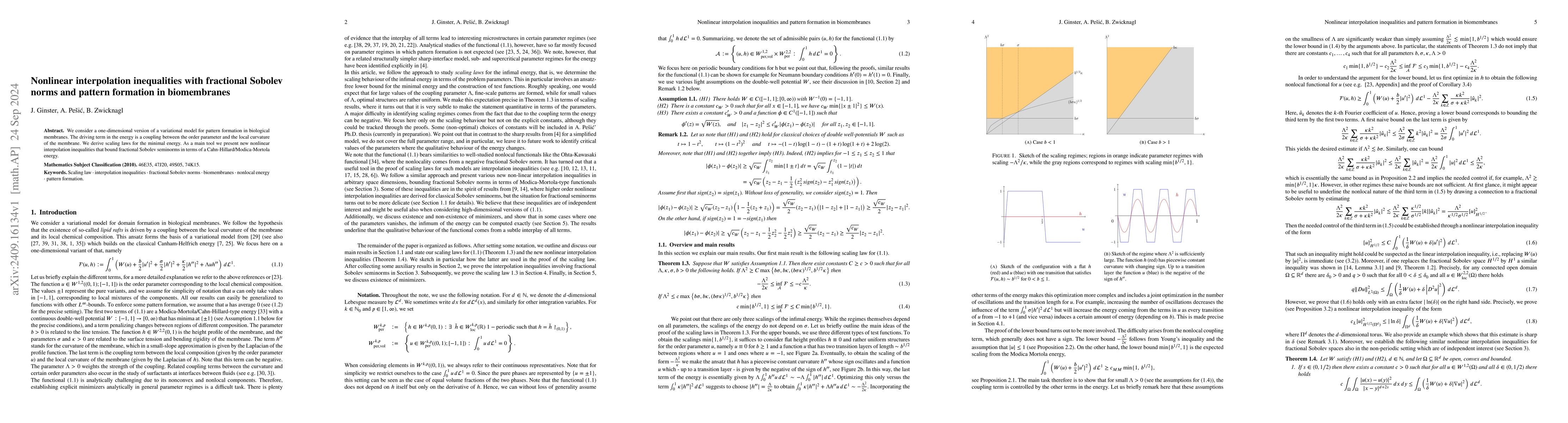 Thumbnail for Nonlinear interpolation inequalities with fractional Sobolev norms and
  pattern formation in biomembranes