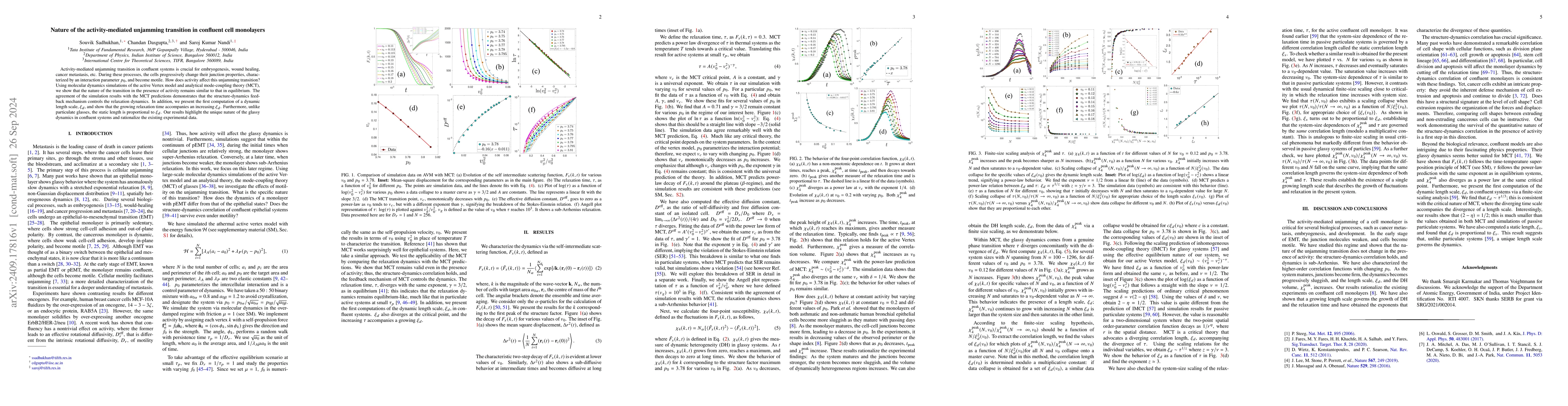 Thumbnail for Nature of the activity-mediated unjamming transition in confluent cell
  monolayers