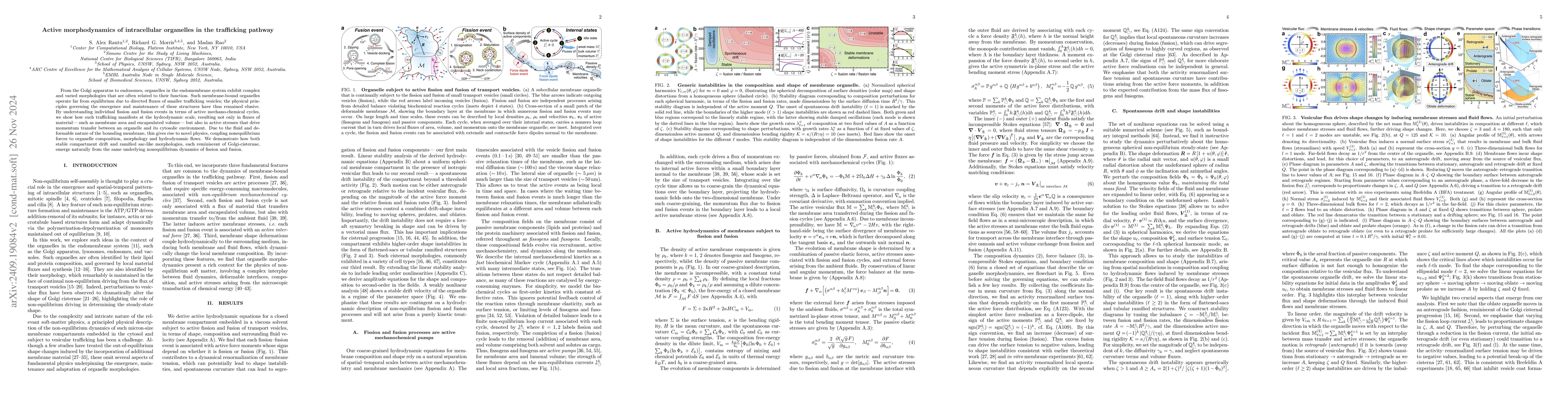 Thumbnail for Active morphodynamics of intracellular organelles in the trafficking
  pathway