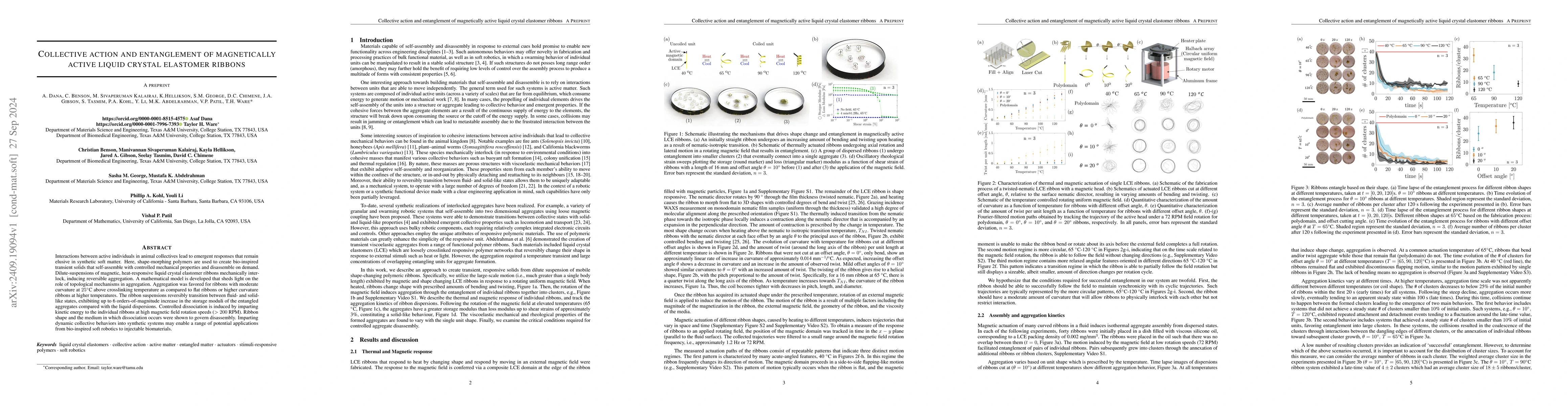 Thumbnail for Collective action and entanglement of magnetically active liquid crystal
  elastomer ribbons