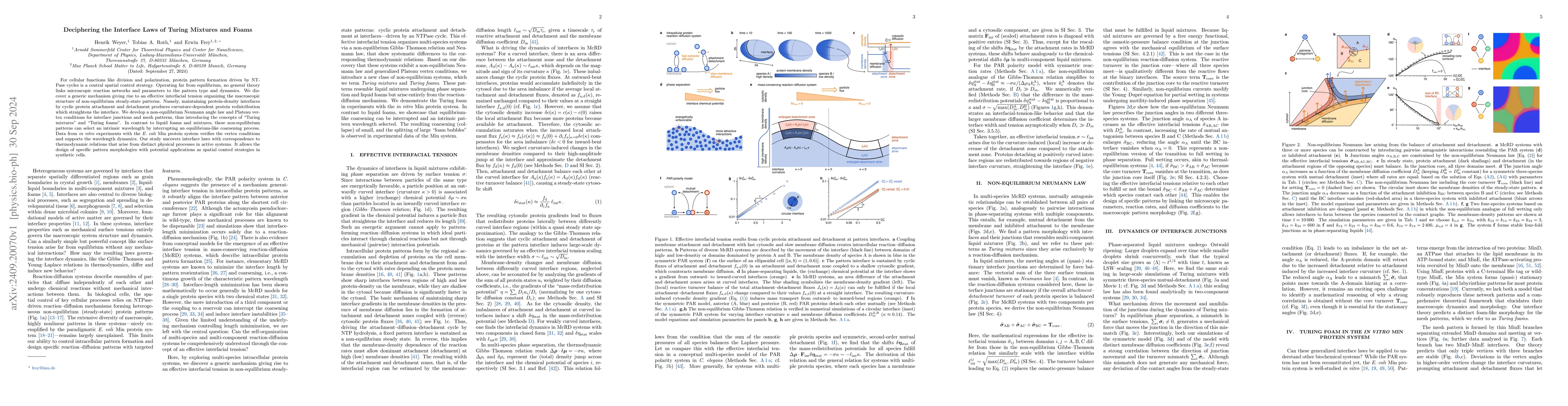 Thumbnail for Deciphering the Interface Laws of Turing Mixtures and Foams