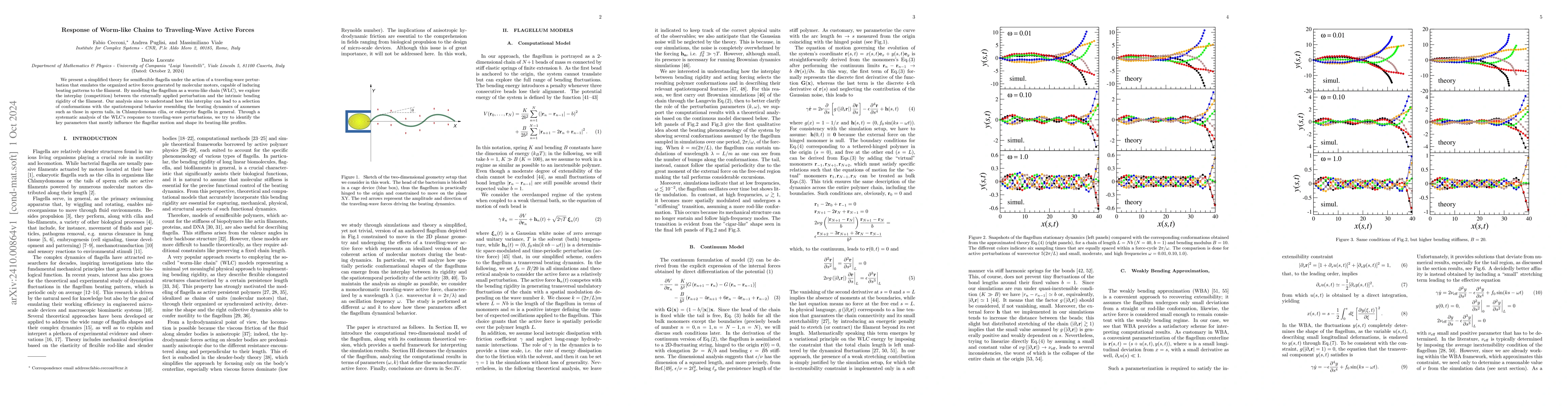 Thumbnail for Response of Worm-like Chains to Traveling-Wave Active Forces