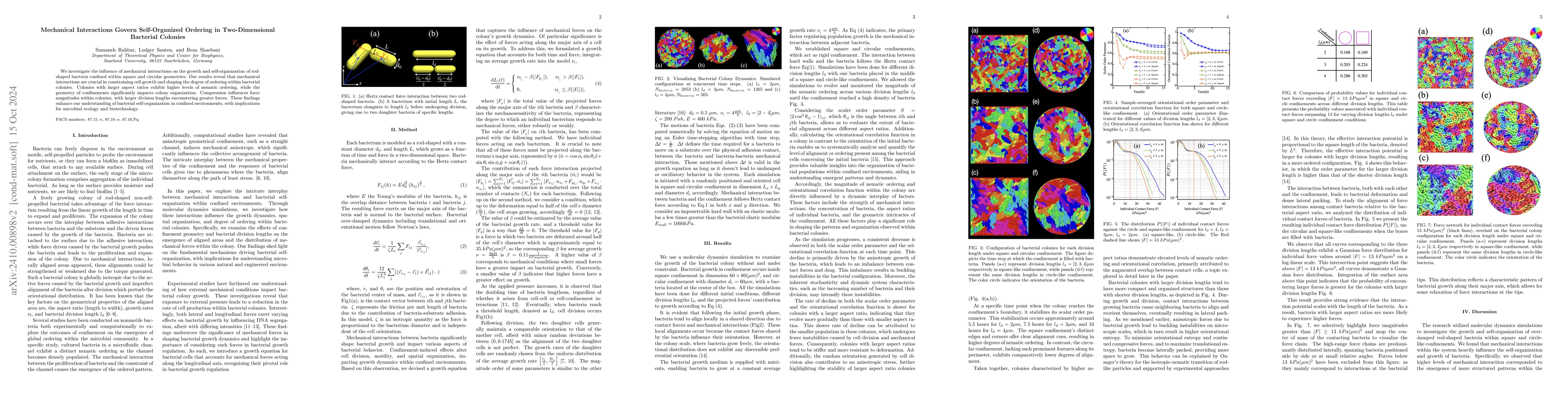 Thumbnail for Mechanical Interactions Govern Self-Organized Ordering in
  Two-Dimensional Bacterial Colonies