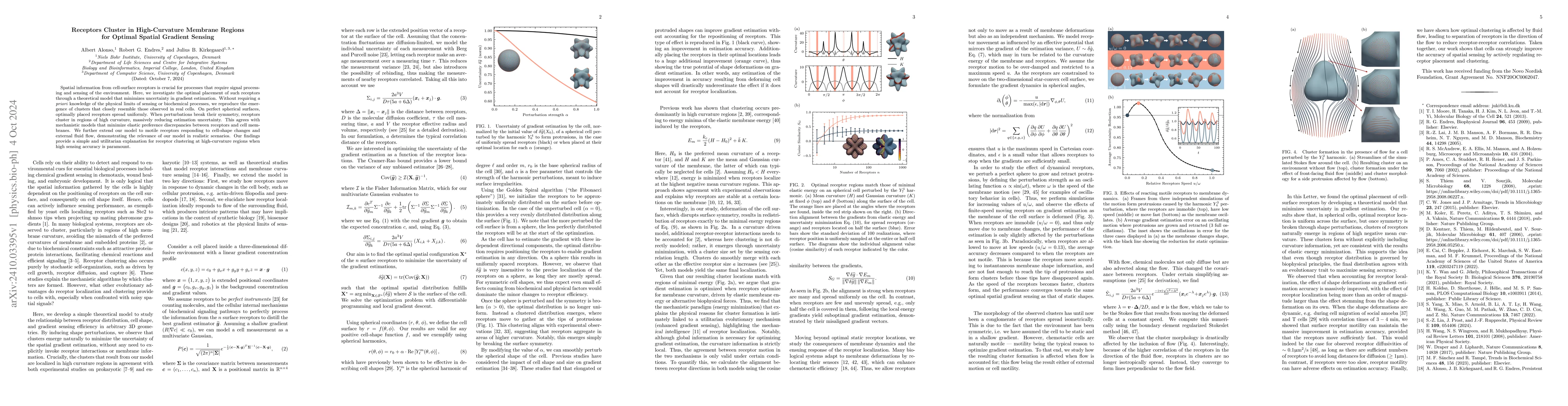 Thumbnail for Receptors cluster in high-curvature membrane regions for optimal spatial
  gradient sensing