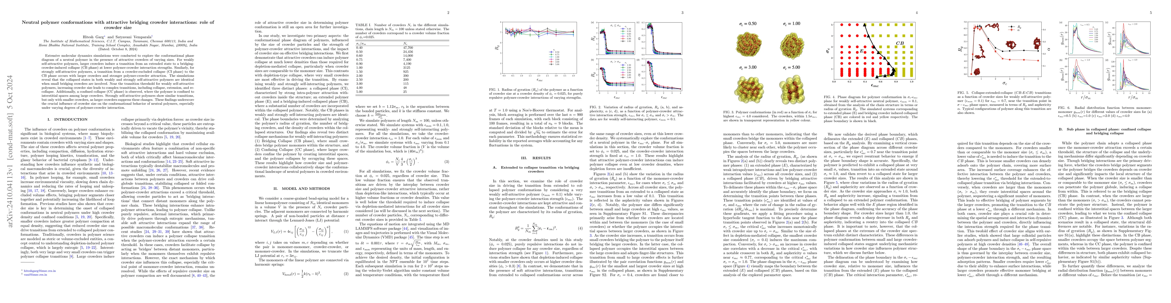 Thumbnail for Neutral polymer conformations with attractive bridging crowder
  interactions: role of crowder size