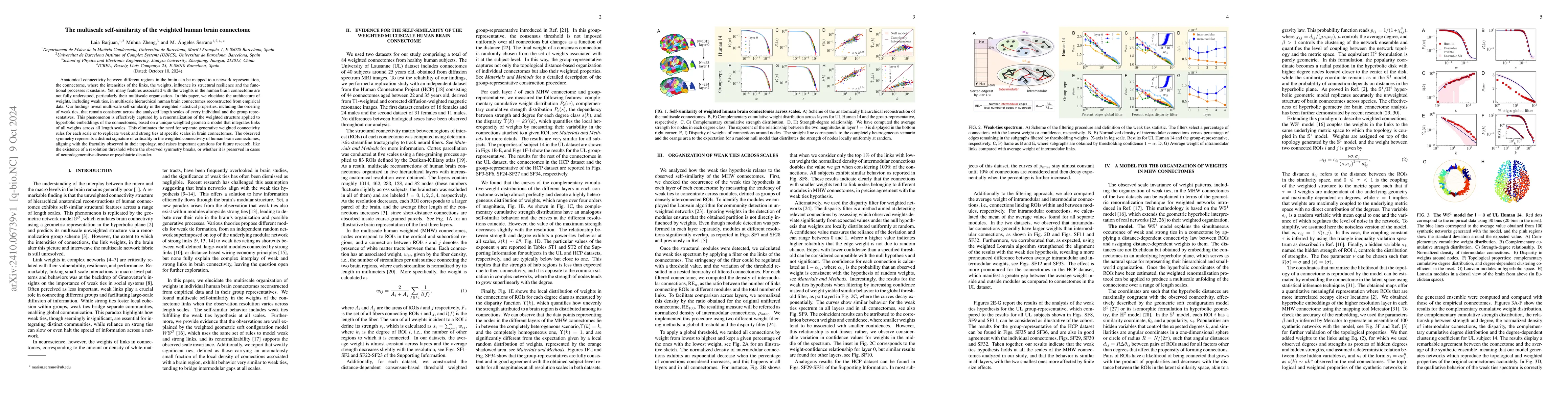 Thumbnail for The multiscale self-similarity of the weighted human brain connectome