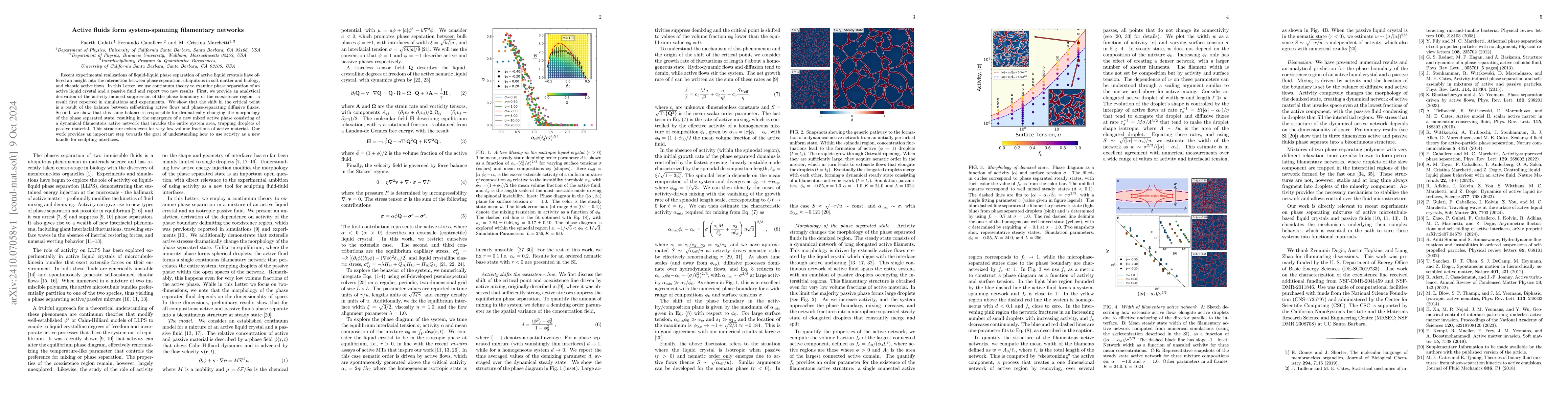 Thumbnail for Active fluids form system-spanning filamentary networks