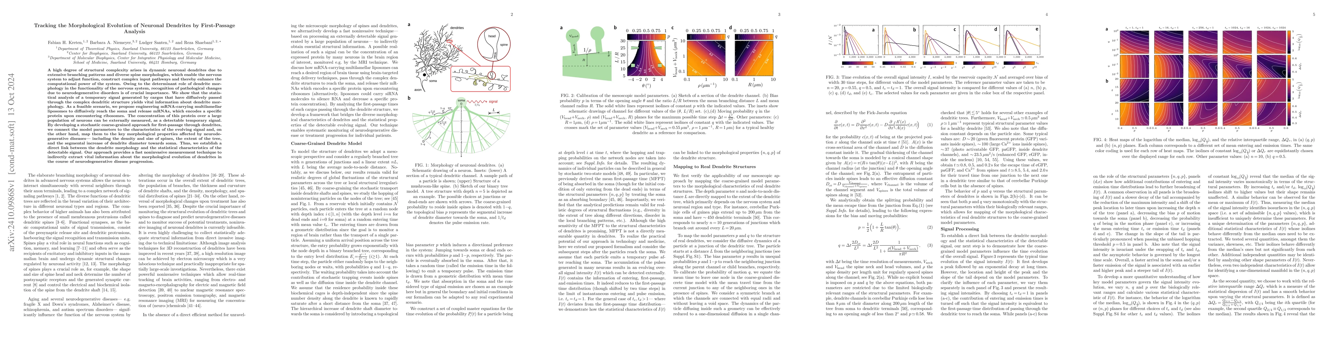 Thumbnail for Tracking the Morphological Evolution of Neuronal Dendrites by
  First-Passage Analysis