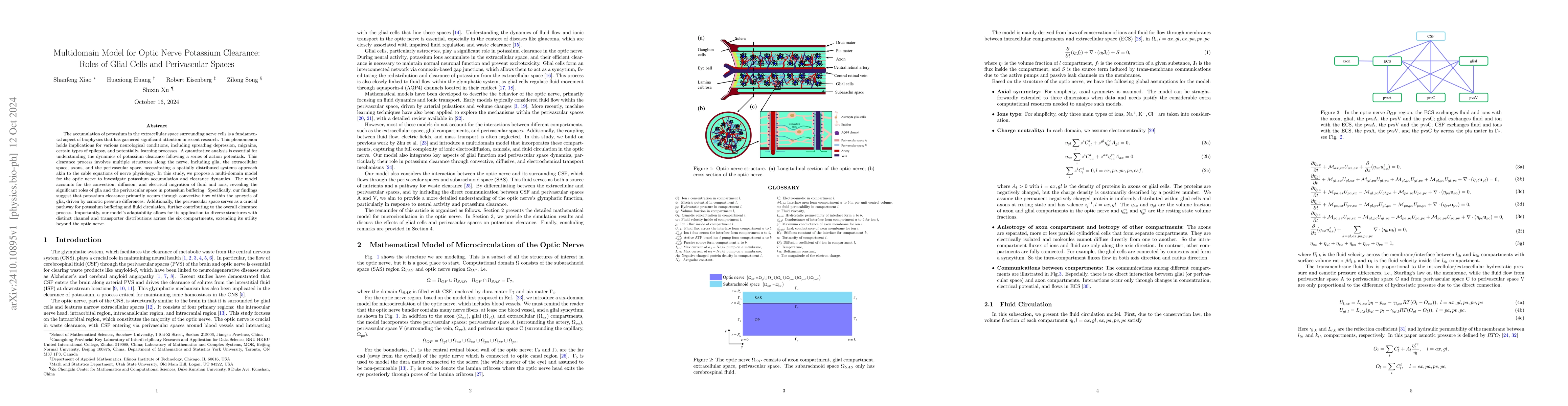 Thumbnail for Multidomain Model for Optic Nerve Potassium Clearance: Roles of Glial
  Cells and Perivascular Spaces