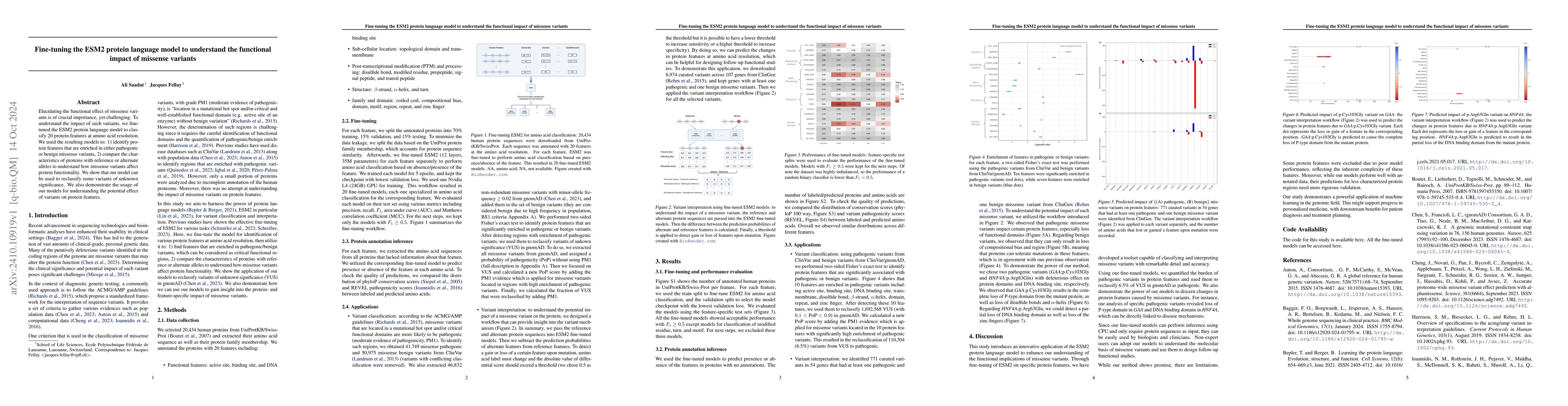 Thumbnail for Fine-tuning the ESM2 protein language model to understand the functional
  impact of missense variants