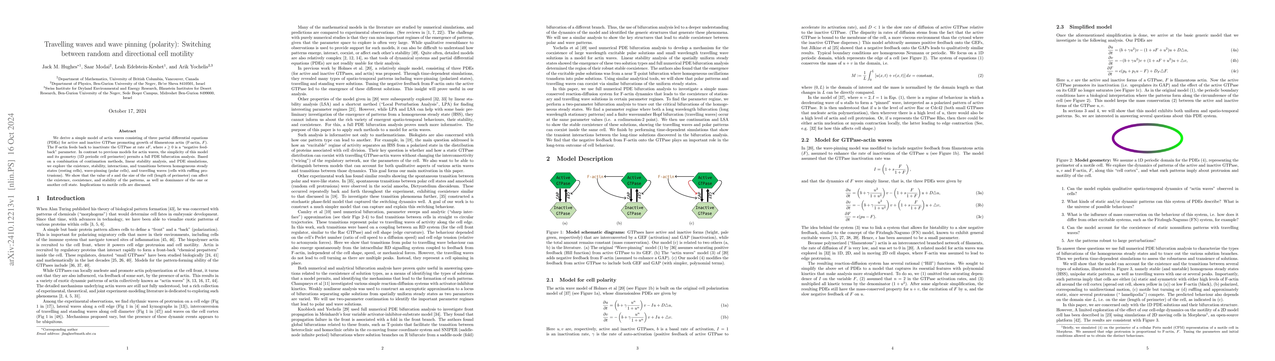 Thumbnail for Travelling waves and wave pinning (polarity): Switching between random
  and directional cell motility