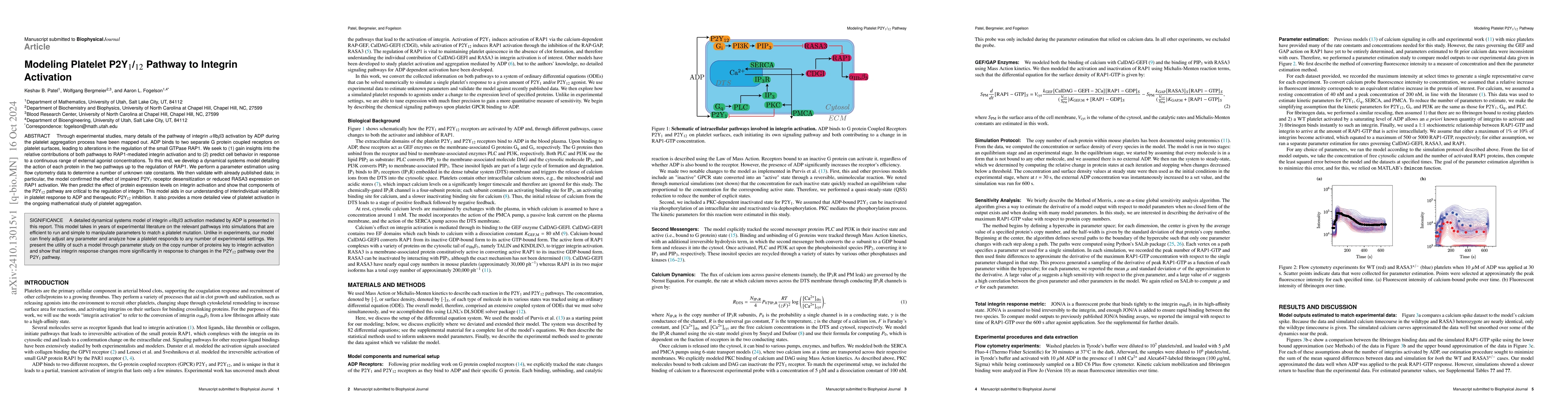 Thumbnail for Modeling Platelet P2Y$_1$/$_{12}$ Pathway to Integrin Activation