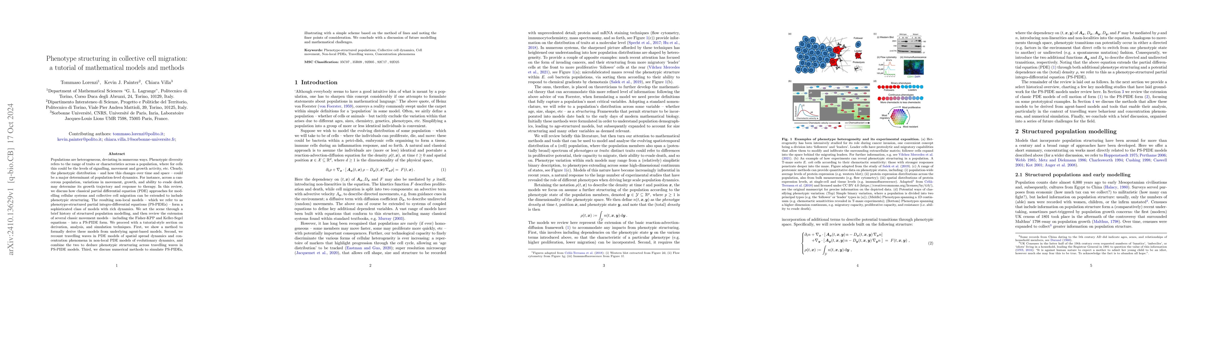 Thumbnail for Phenotype structuring in collective cell migration:a tutorial of
  mathematical models and methods