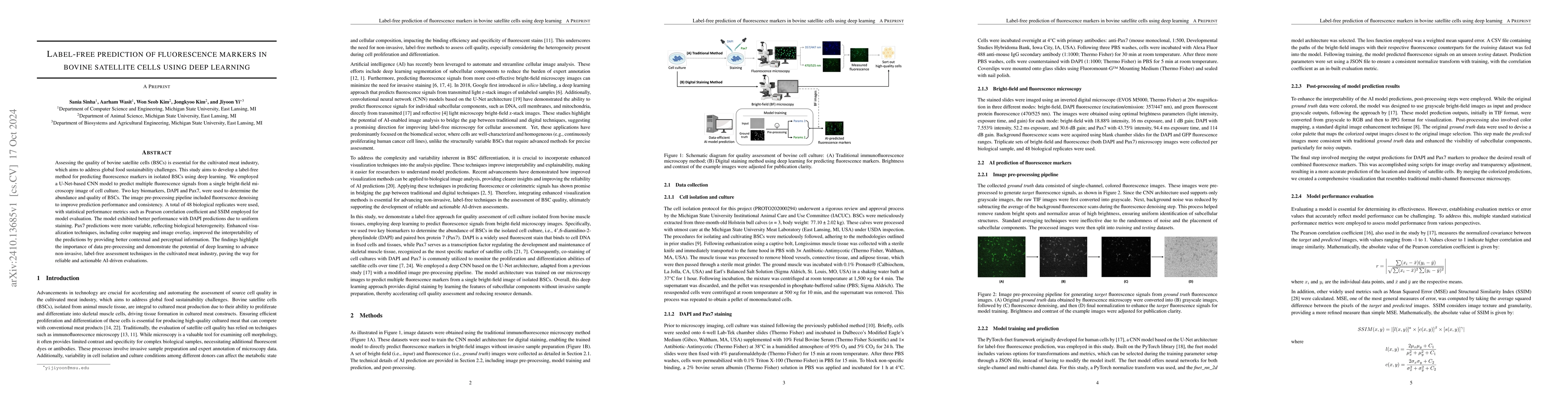 Thumbnail for Label-free prediction of fluorescence markers in bovine satellite cells
  using deep learning