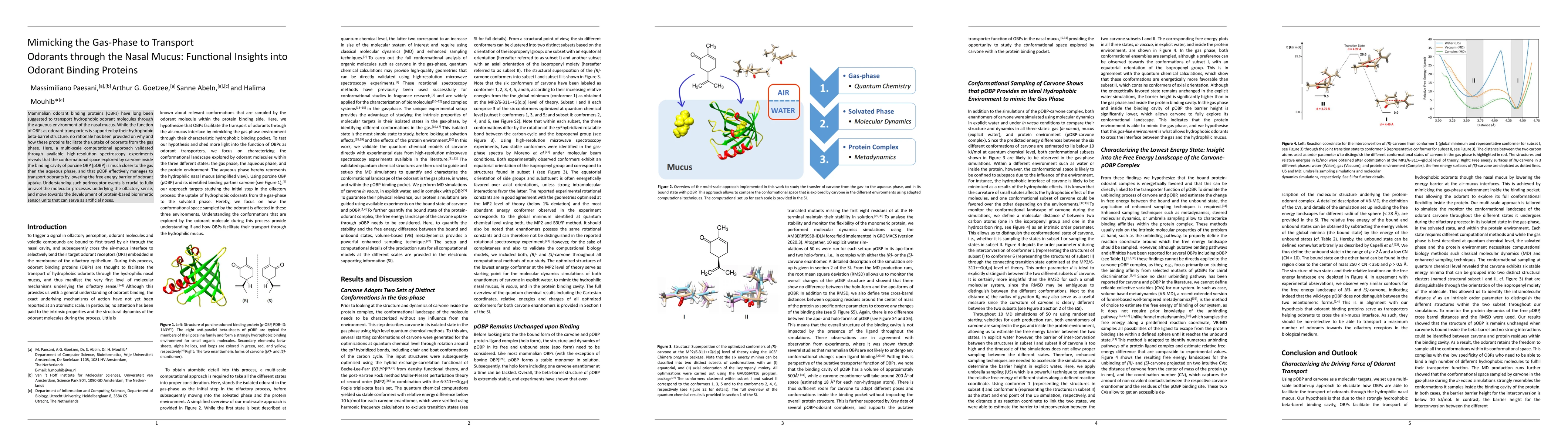 Thumbnail for Mimicking the Gas-Phase to Transport Odorants through the Nasal Mucus:
  Functional Insights into Odorant Binding Proteins