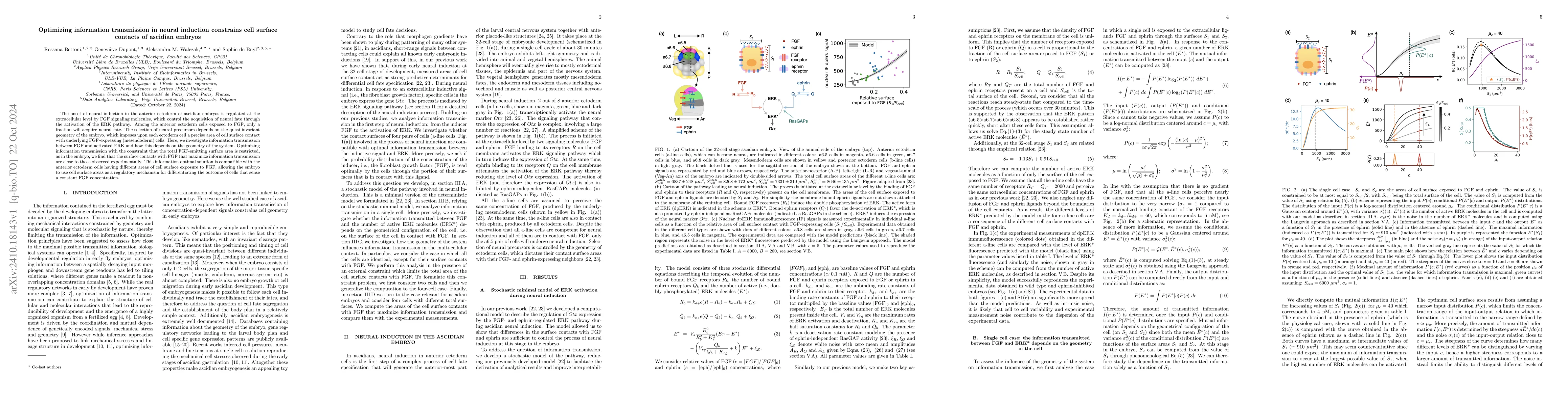 Thumbnail for Optimizing information transmission in neural induction constrains cell
  surface contacts of ascidian embryos