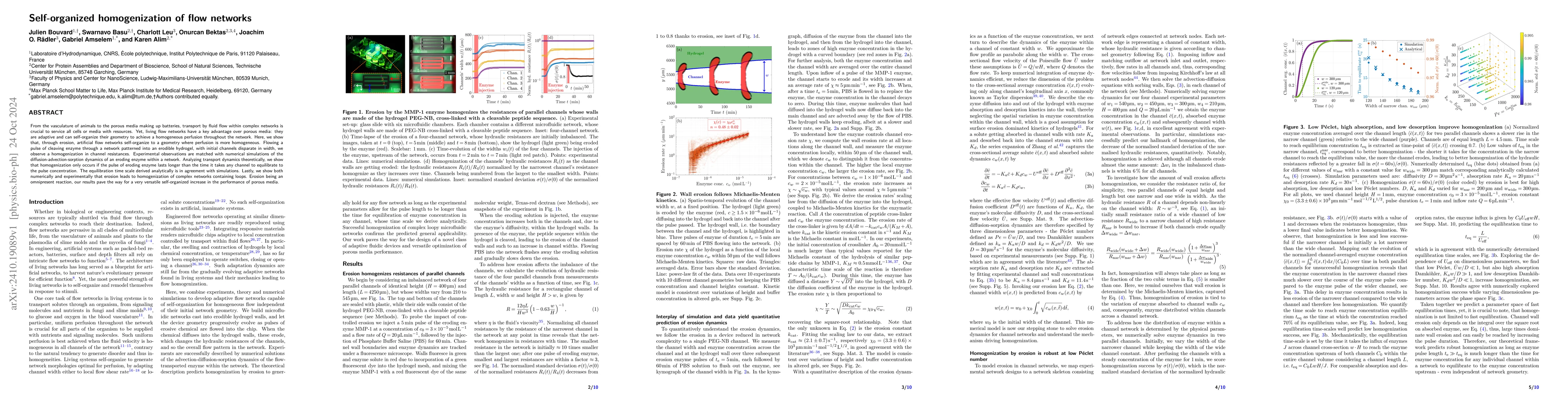 Thumbnail for Self-organized homogenization of flow networks