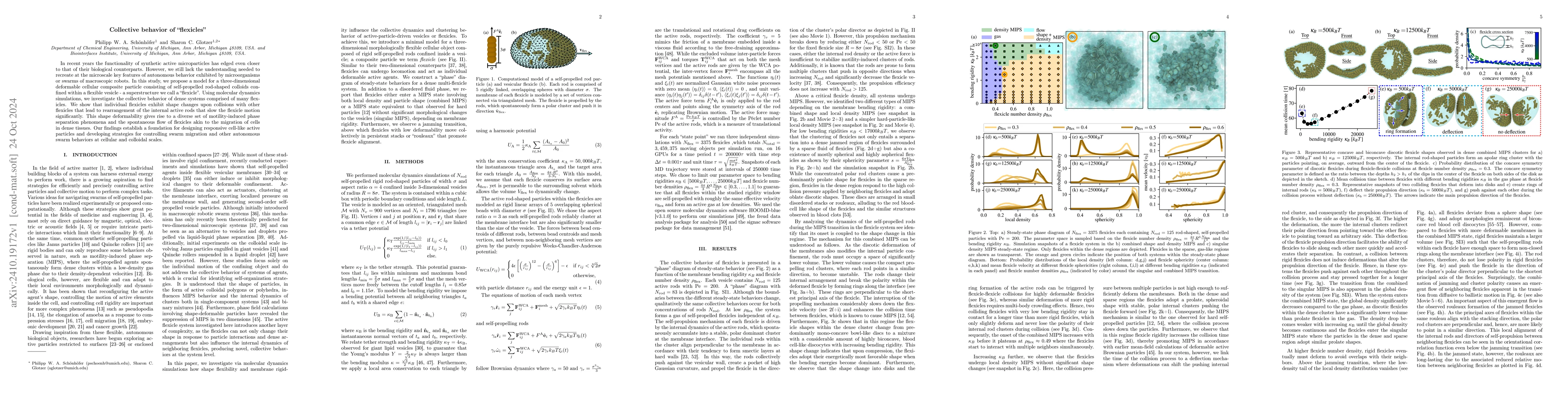 Thumbnail for Collective behavior of "flexicles"