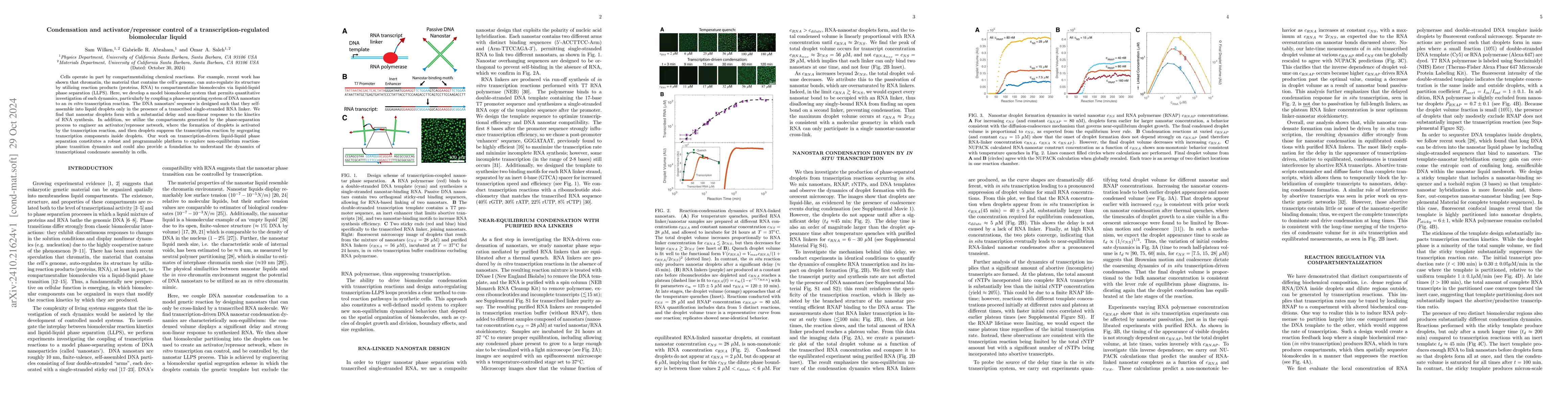 Thumbnail for Condensation and activator/repressor control of a
  transcription-regulated biomolecular liquid