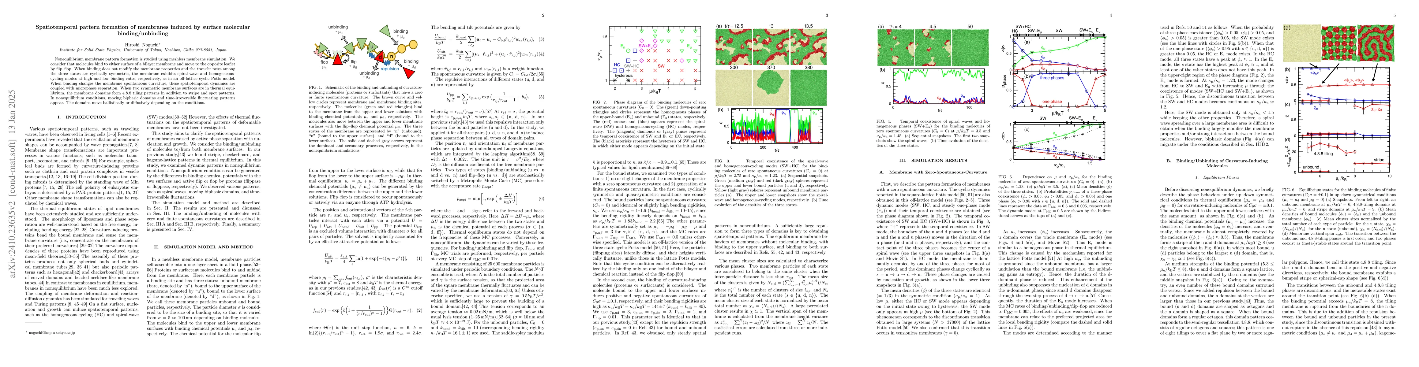 Thumbnail for Spatiotemporal pattern formation of membranes induced by surface
  molecular binding/unbinding