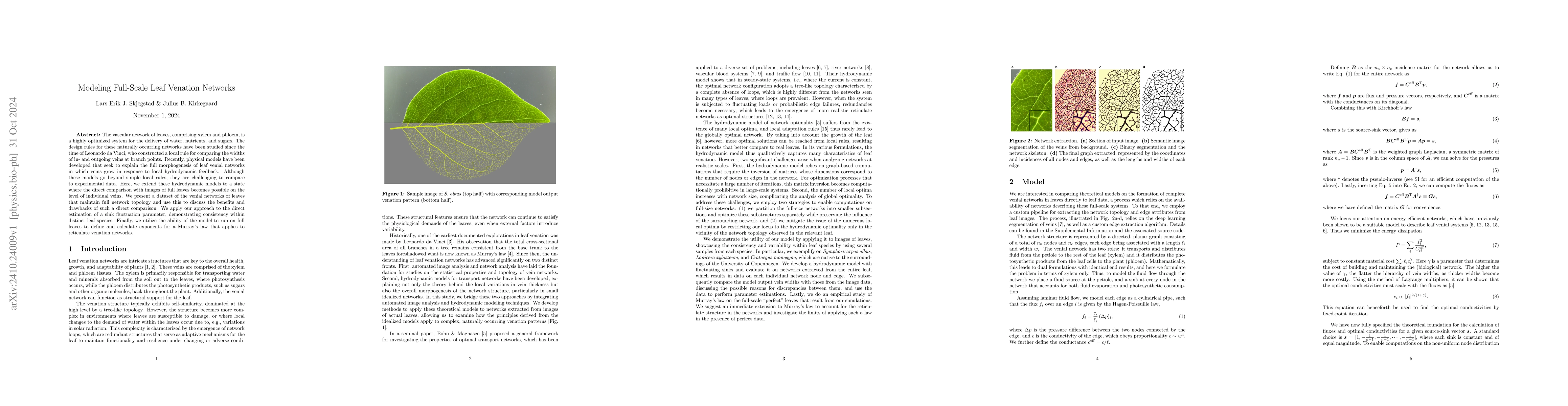 Thumbnail for Modeling Full-Scale Leaf Venation Networks