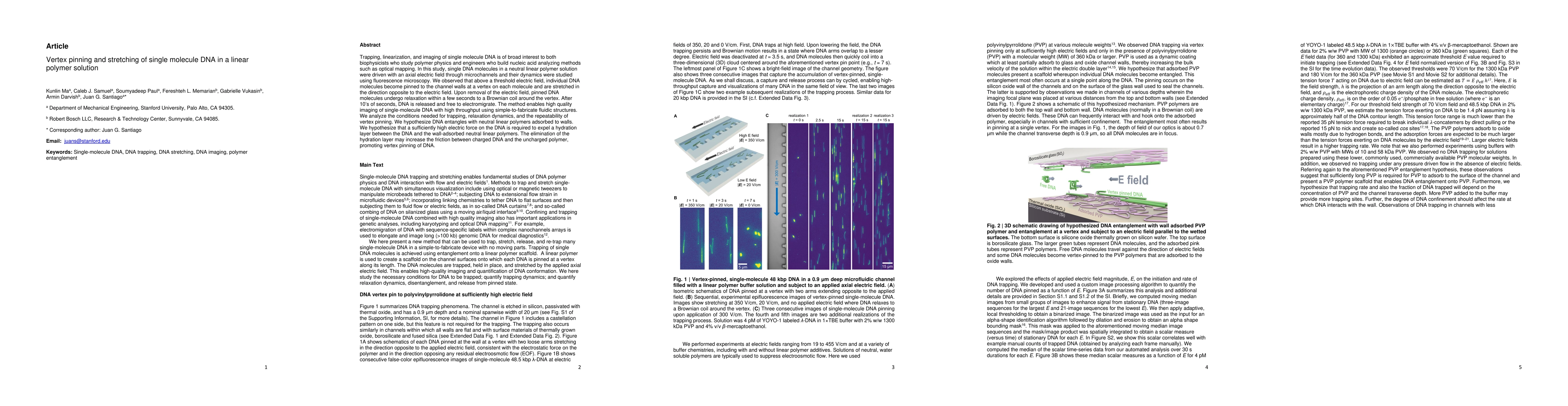 Thumbnail for Vertex pinning and stretching of single molecule DNA in a linear polymer
  solution