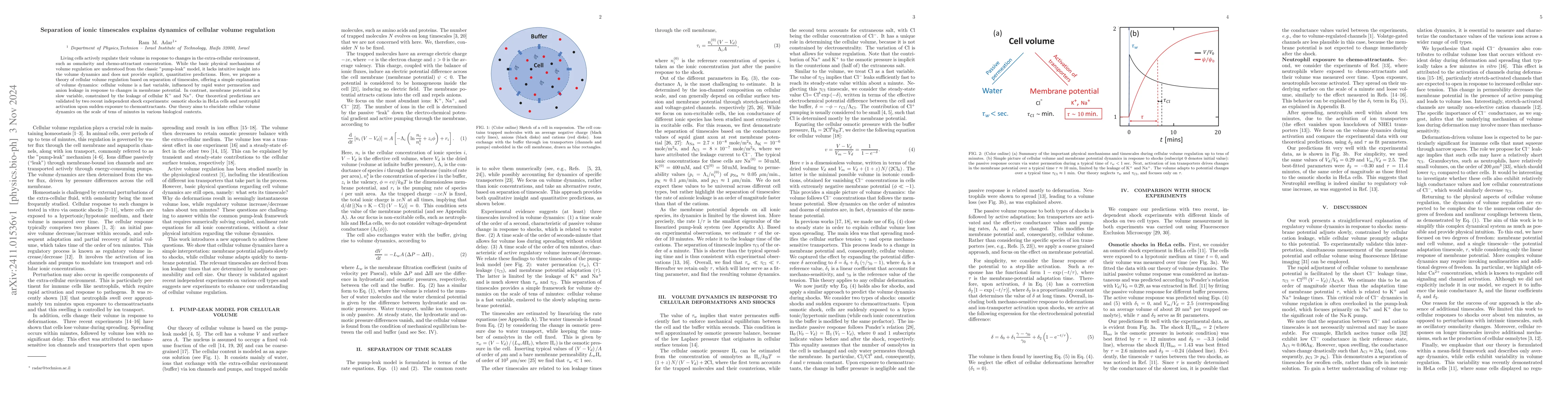 Thumbnail for Separation of ionic timescales explains dynamics of cellular volume
  regulation