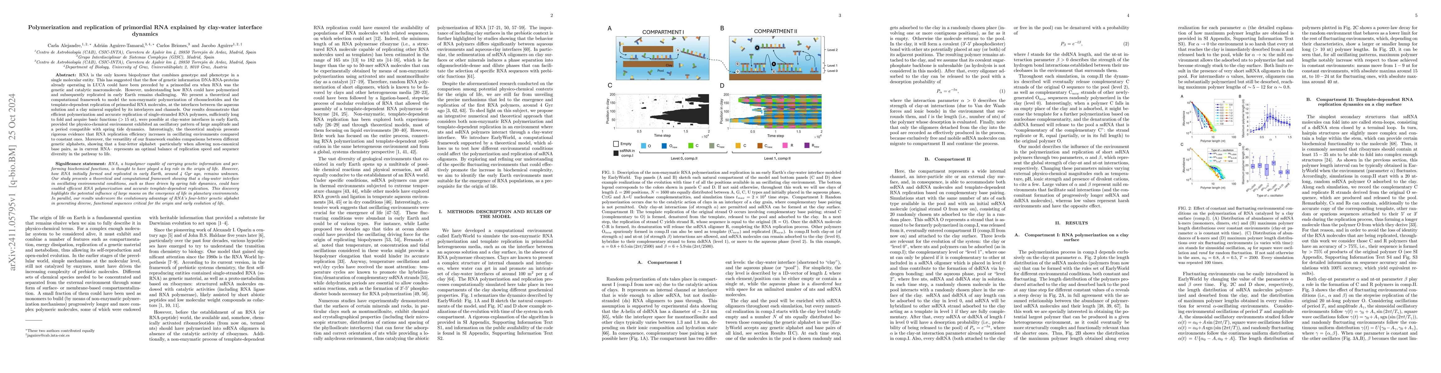 Thumbnail for Polymerization and replication of primordial RNA explained by clay-water
  interface dynamics