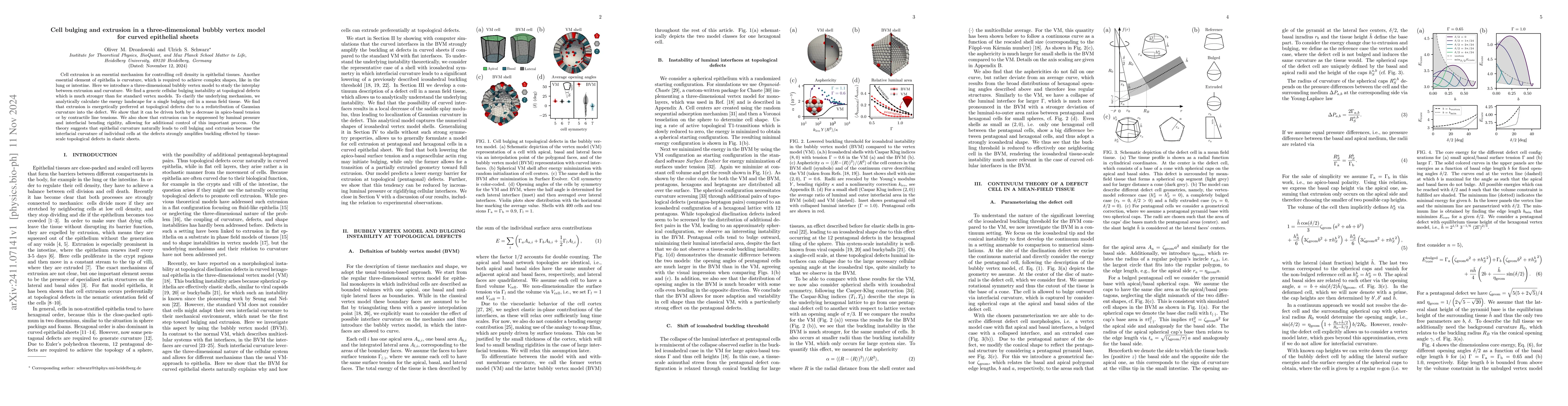 Thumbnail for Cell bulging and extrusion in a three-dimensional bubbly vertex model
  for curved epithelial sheets
