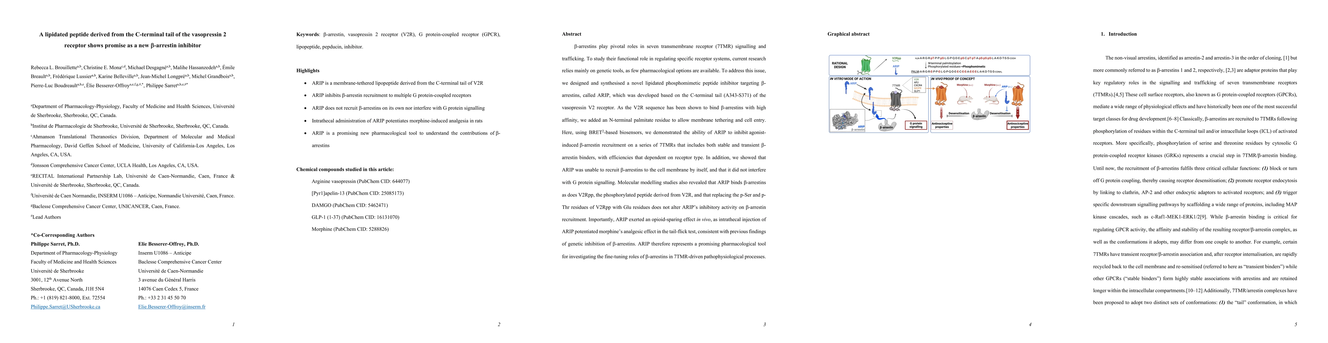 Thumbnail for A lipidated peptide derived from the C-terminal tail of the vasopressin
  2 receptor shows promise as a new \b{eta}-arrestin inhibitor