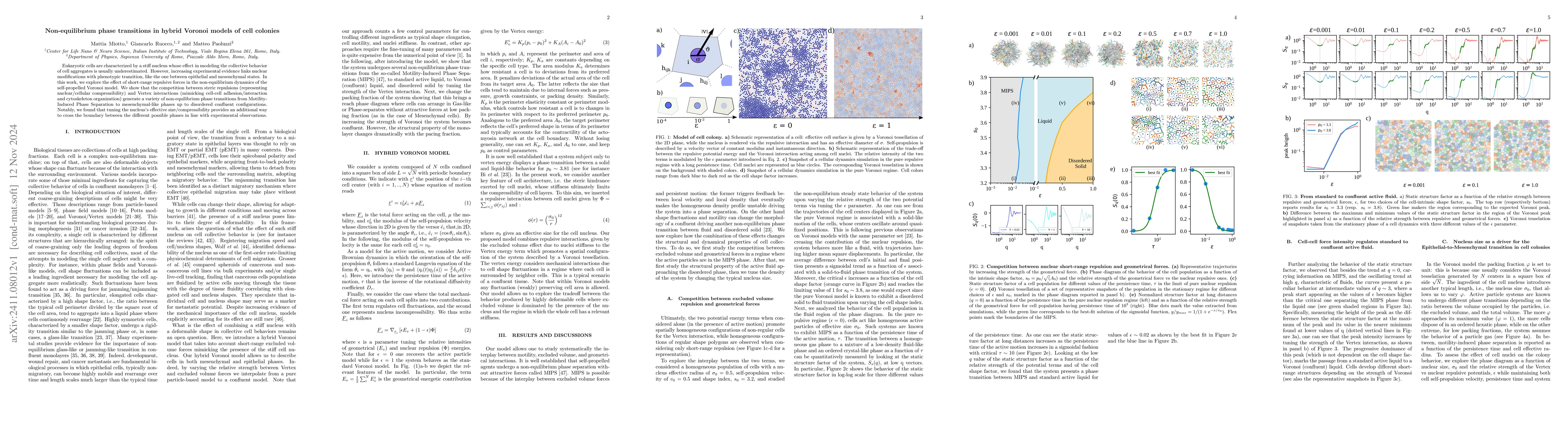 Thumbnail for Non-equilibrium phase transitions in hybrid Voronoi models of cell
  colonies